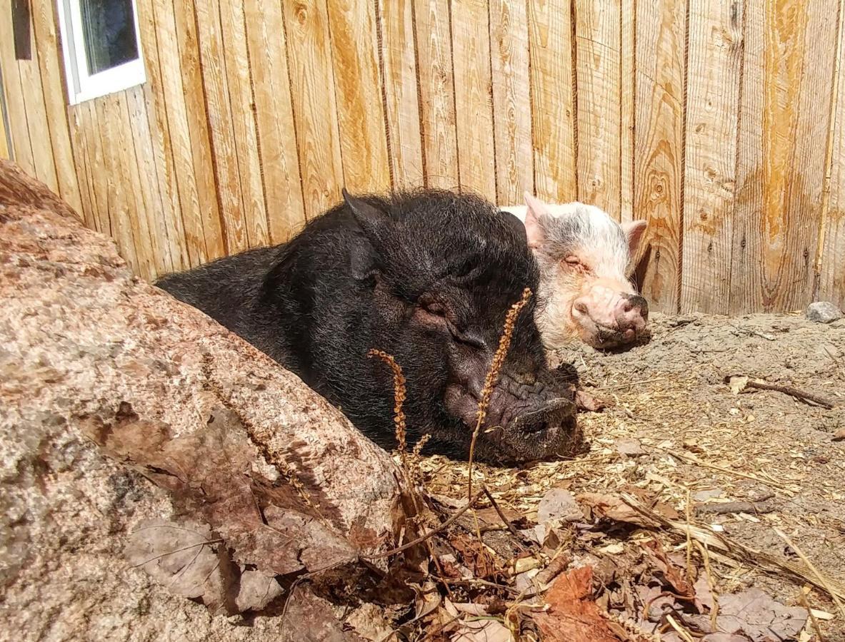 Hebergement Cerfs-Tifie Fermette Saint-Félix-d'Otis Exteriör bild