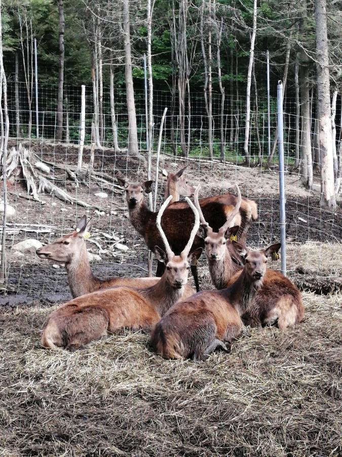 Hebergement Cerfs-Tifie Fermette Saint-Félix-d'Otis Exteriör bild