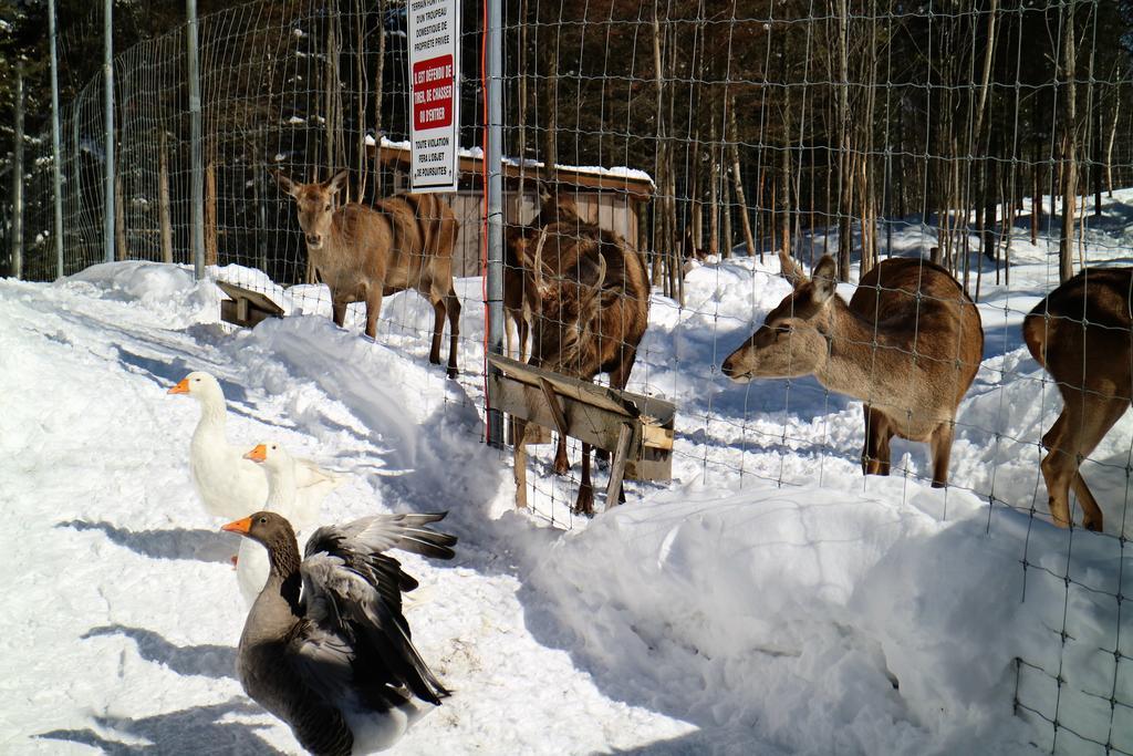 Hebergement Cerfs-Tifie Fermette Saint-Félix-d'Otis Exteriör bild