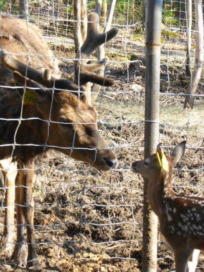 Hebergement Cerfs-Tifie Fermette Saint-Félix-d'Otis Exteriör bild