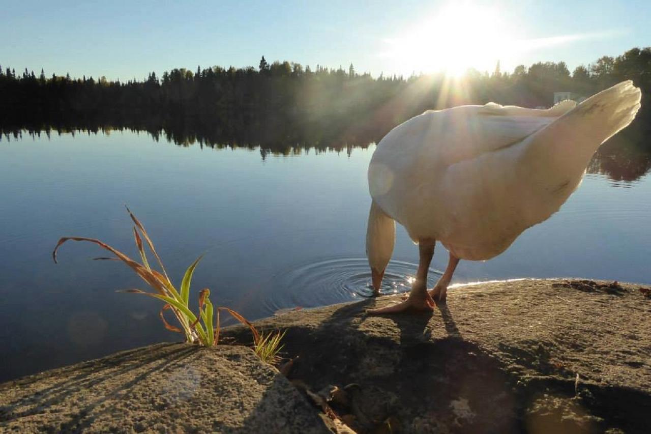 Hebergement Cerfs-Tifie Fermette Saint-Félix-d'Otis Exteriör bild