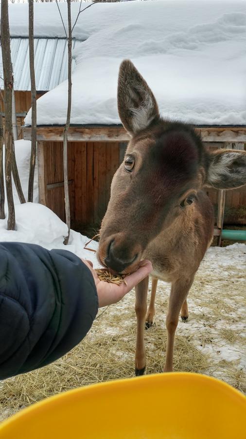 Hebergement Cerfs-Tifie Fermette Saint-Félix-d'Otis Exteriör bild