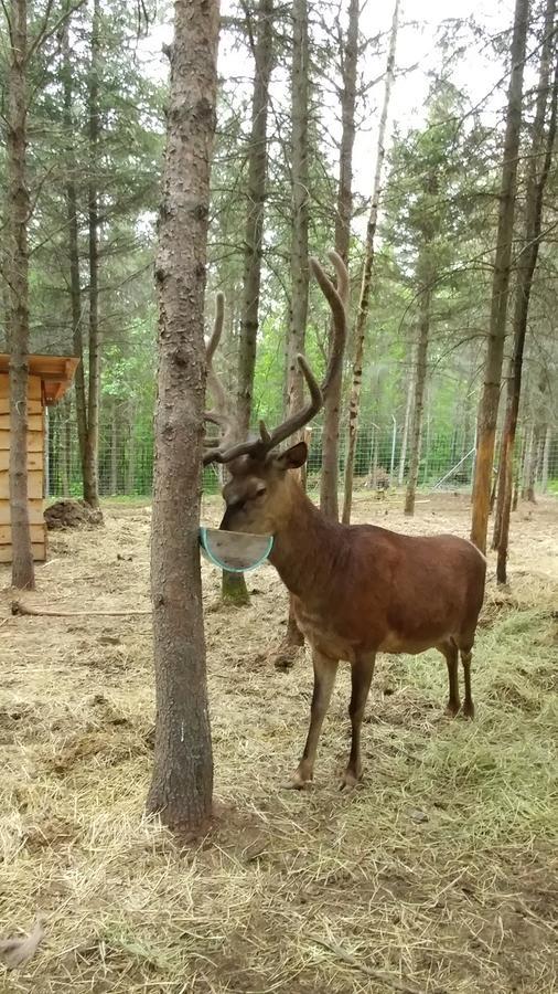 Hebergement Cerfs-Tifie Fermette Saint-Félix-d'Otis Exteriör bild