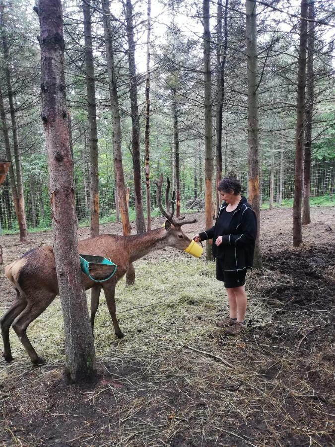 Hebergement Cerfs-Tifie Fermette Saint-Félix-d'Otis Exteriör bild
