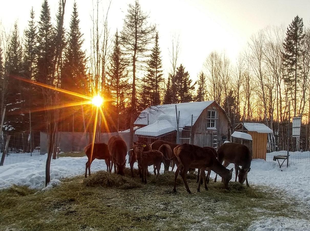 Hebergement Cerfs-Tifie Fermette Saint-Félix-d'Otis Exteriör bild